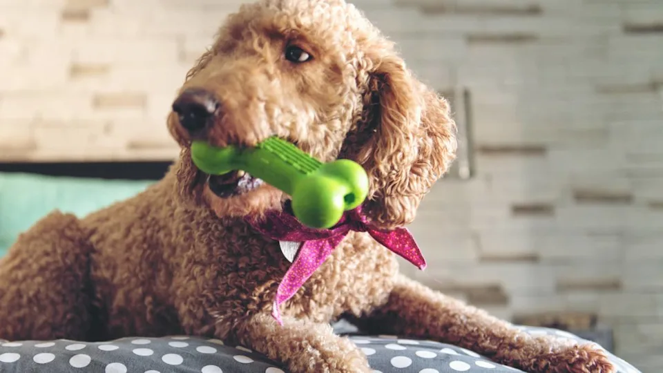 how to wash dog toys